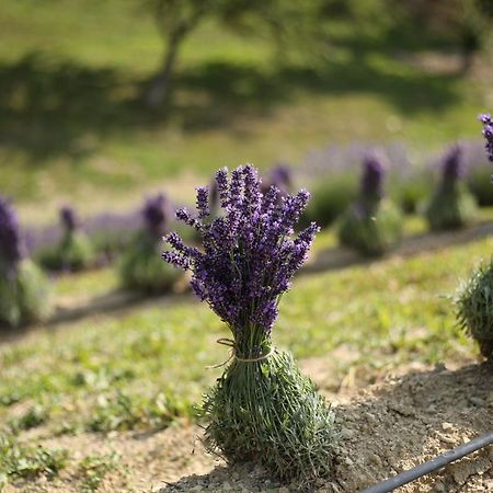 Lavender Valley Perekrestnoye Esterno foto