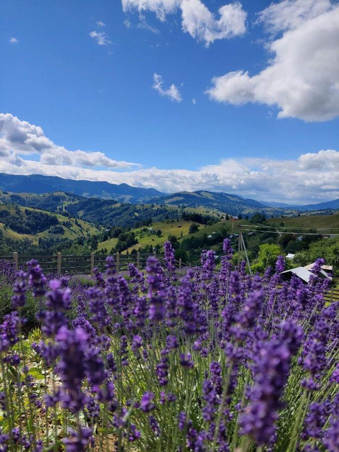 Lavender Valley Perekrestnoye Esterno foto