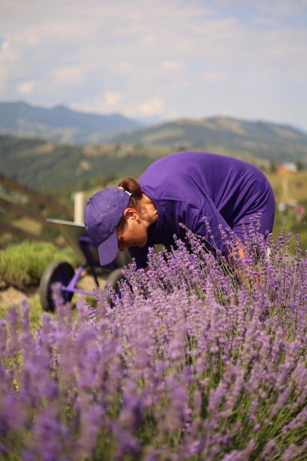 Lavender Valley Perekrestnoye Esterno foto